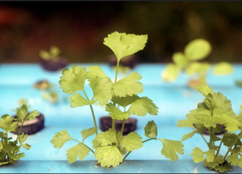 Cultivating Nutrient-Packed Spinach Hydroponically