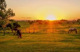 Top Horse Property Tips For Buyers: Expert Guide