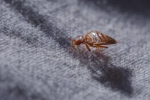 Bed Bugs Lawyer Guide: Legal Help For Infestation Victims