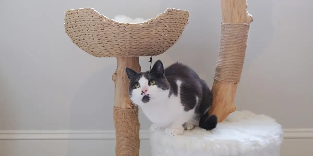 Discover The Best Wooden Cat Trees For Your Feline Friend